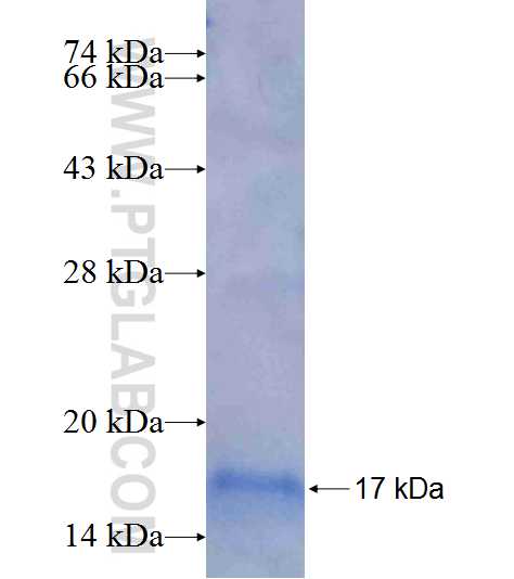 SLC22A8 fusion protein Ag9795 SDS-PAGE