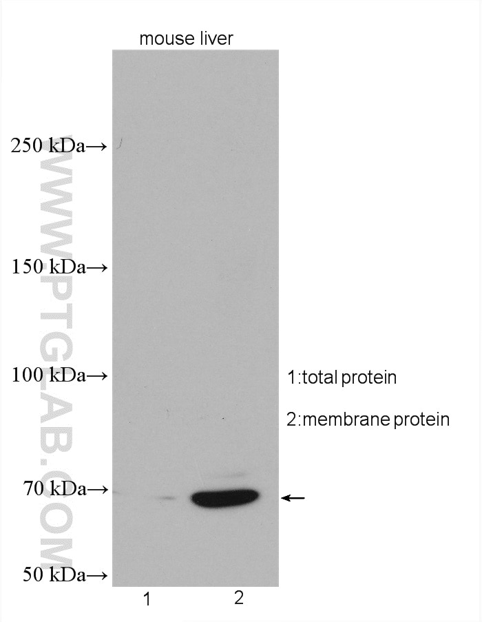 Western Blot (WB) analysis of mouse liver tissue using SLC22A9 Polyclonal antibody (27998-1-AP)