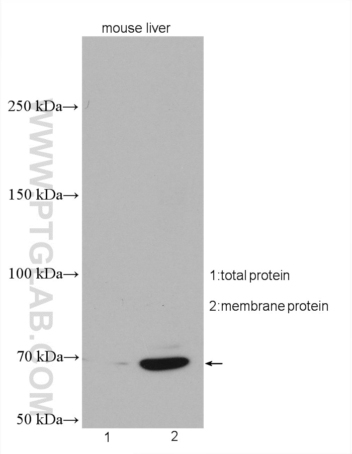 WB analysis of mouse liver using 27998-1-AP