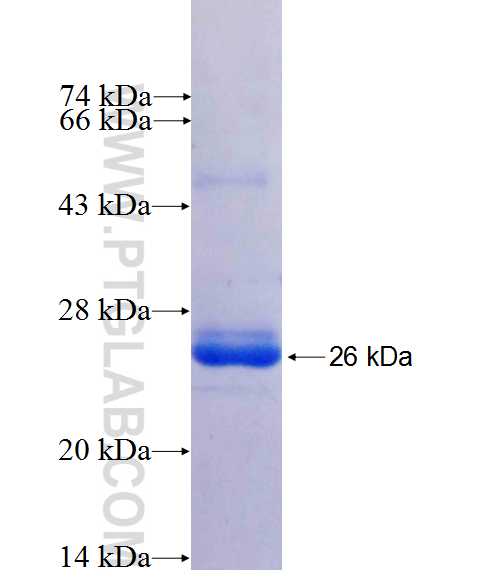 SLC23A2 fusion protein Ag25504 SDS-PAGE