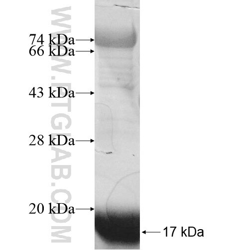 SLC23A3 fusion protein Ag11401 SDS-PAGE