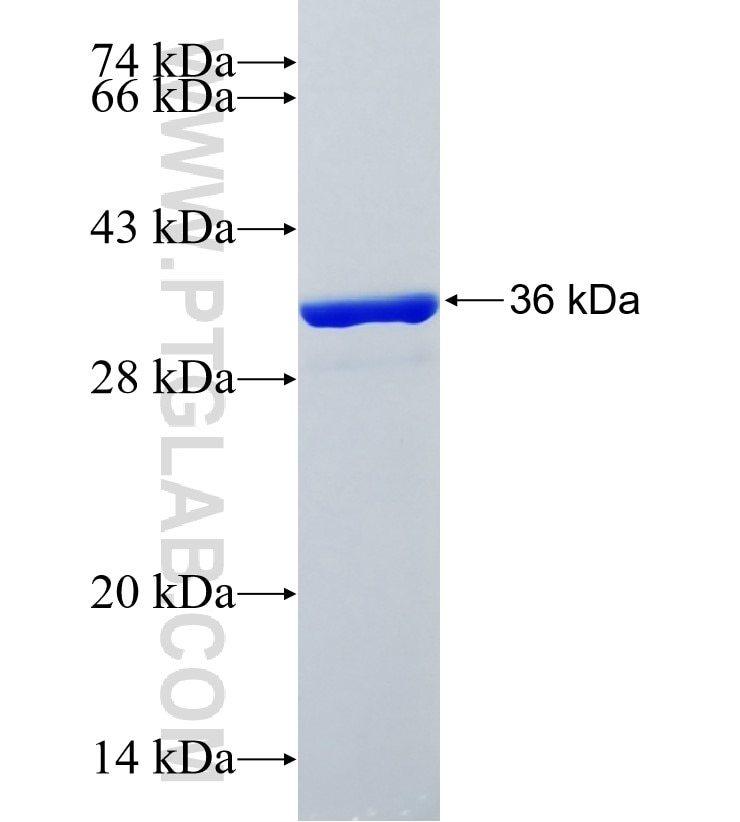 SLC24A2 fusion protein Ag35294 SDS-PAGE