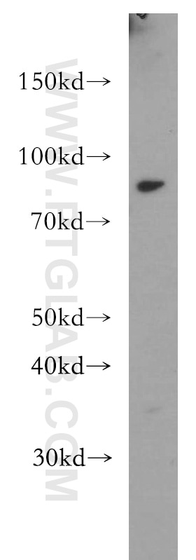 Western Blot (WB) analysis of mouse brain tissue using SLC24A4 Polyclonal antibody (18992-1-AP)