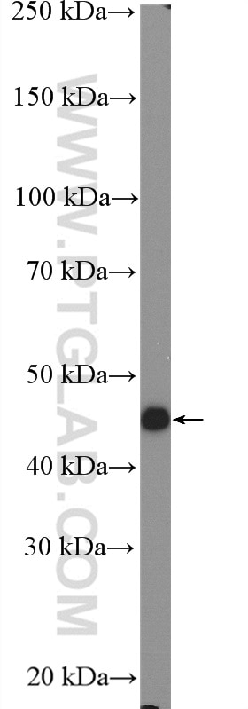Western Blot (WB) analysis of A375 cells using SLC24A5 Polyclonal antibody (27747-1-AP)