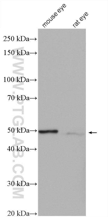 Western Blot (WB) analysis of various lysates using SLC24A5 Polyclonal antibody (27747-1-AP)