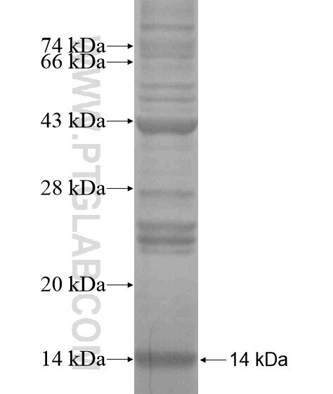 SLC24A5 fusion protein Ag19952 SDS-PAGE