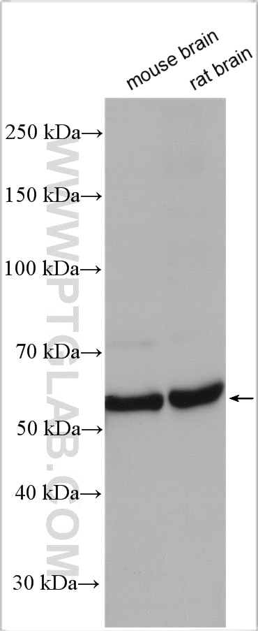 Western Blot (WB) analysis of various lysates using SLC24A6 Polyclonal antibody (21430-1-AP)