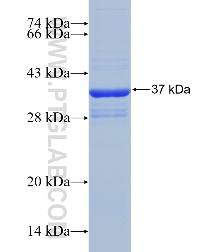 SLC24A6 fusion protein Ag16034 SDS-PAGE