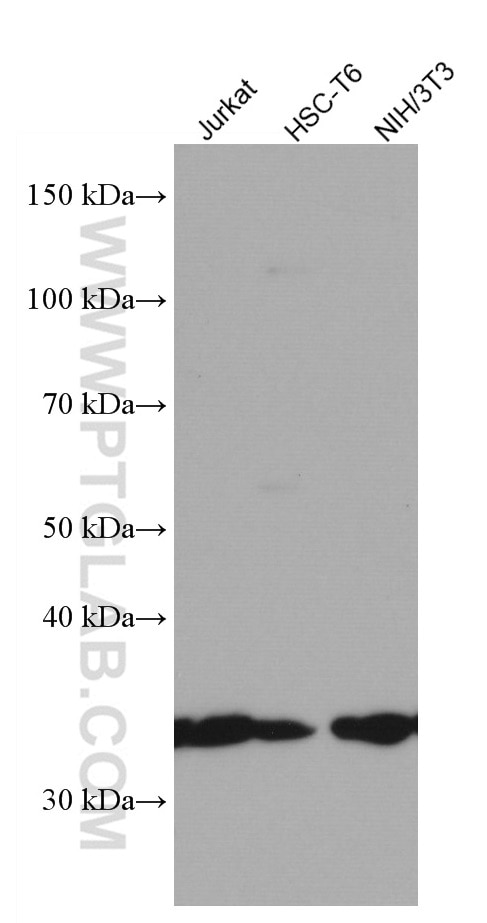 Western Blot (WB) analysis of various lysates using SLC25A1 Monoclonal antibody (66771-1-Ig)