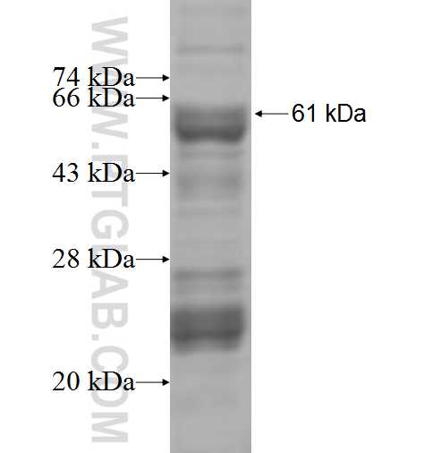 SLC25A1 fusion protein Ag7352 SDS-PAGE