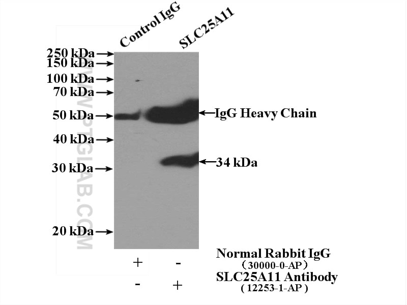 Immunoprecipitation (IP) experiment of HEK-293 cells using SLC25A11 Polyclonal antibody (12253-1-AP)
