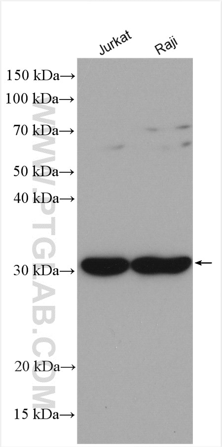 Western Blot (WB) analysis of various lysates using SLC25A11 Polyclonal antibody (12253-1-AP)