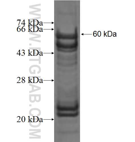 SLC25A11 fusion protein Ag2903 SDS-PAGE
