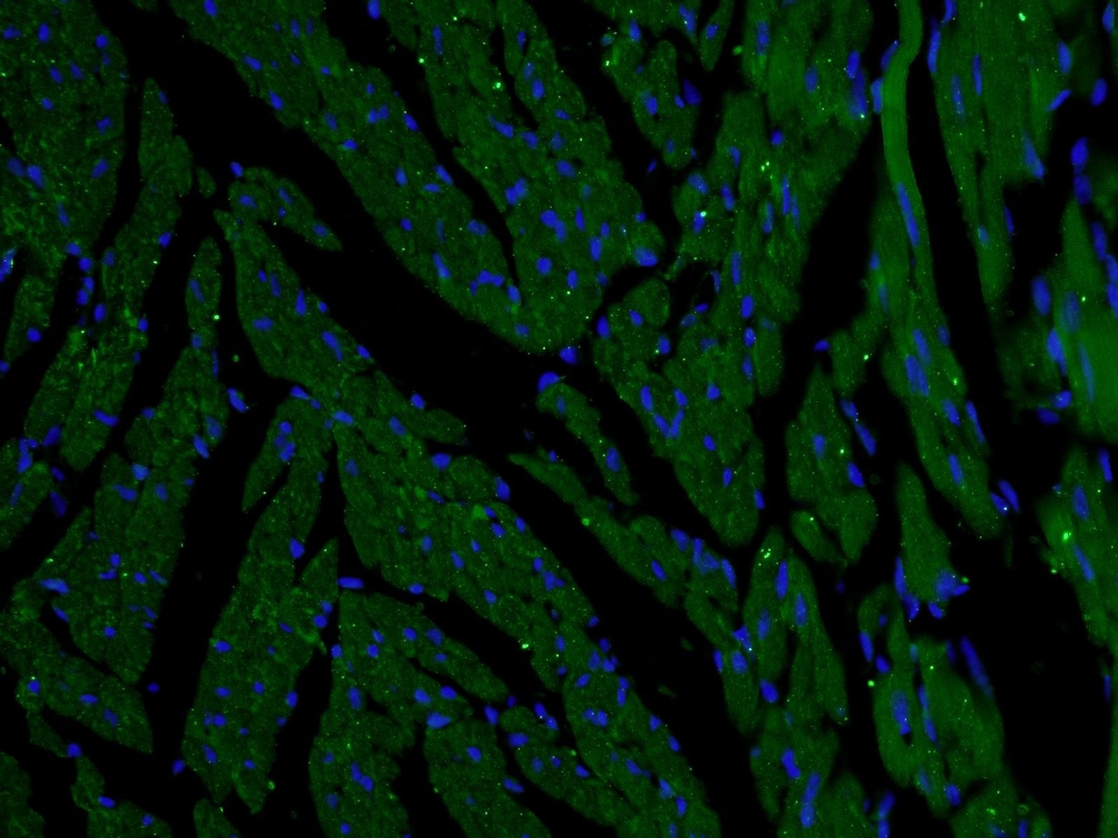 Immunofluorescence (IF) / fluorescent staining of mouse heart tissue using SLC25A12 Polyclonal antibody (26804-1-AP)
