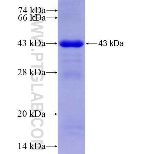 SLC25A12 fusion protein Ag13576 SDS-PAGE
