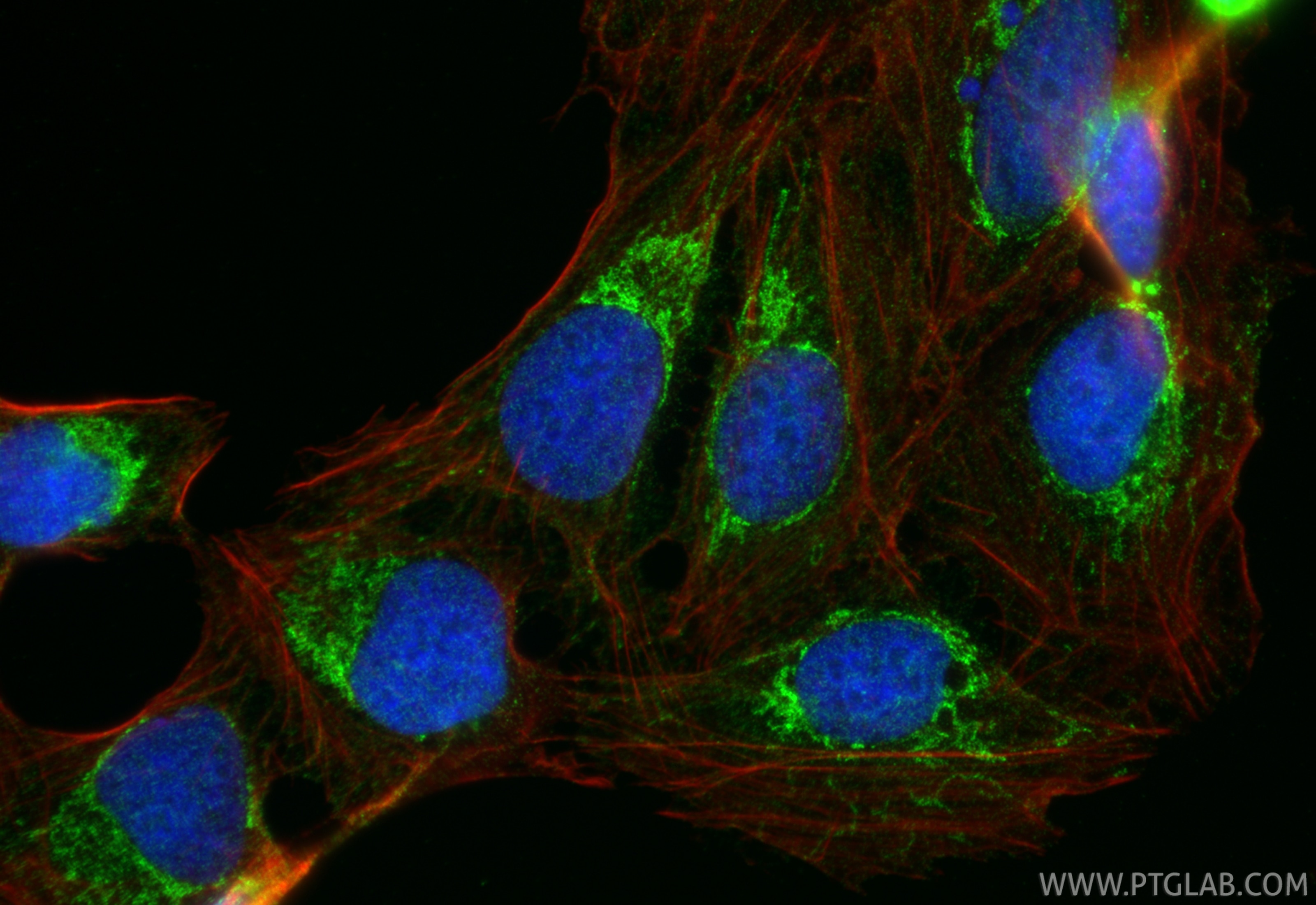 Immunofluorescence (IF) / fluorescent staining of U2OS cells using SLC25A13 Polyclonal antibody (10789-1-AP)