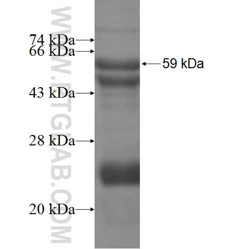 SLC25A15 fusion protein Ag7563 SDS-PAGE