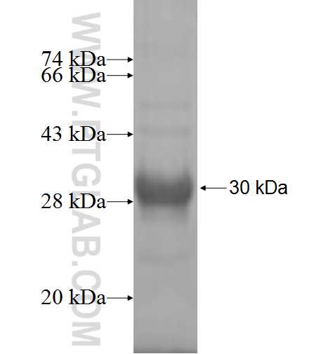 SLC25A15 fusion protein Ag7862 SDS-PAGE