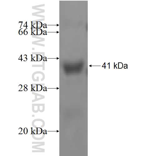 GDA fusion protein Ag4891 SDS-PAGE