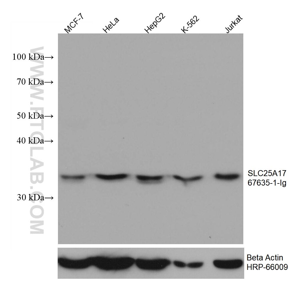 Western Blot (WB) analysis of various lysates using SLC25A17 Monoclonal antibody (67635-1-Ig)