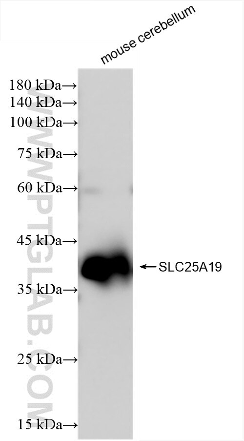 Western Blot (WB) analysis of mouse cerebellum tissue using SLC25A19 Recombinant antibody (85331-1-RR)