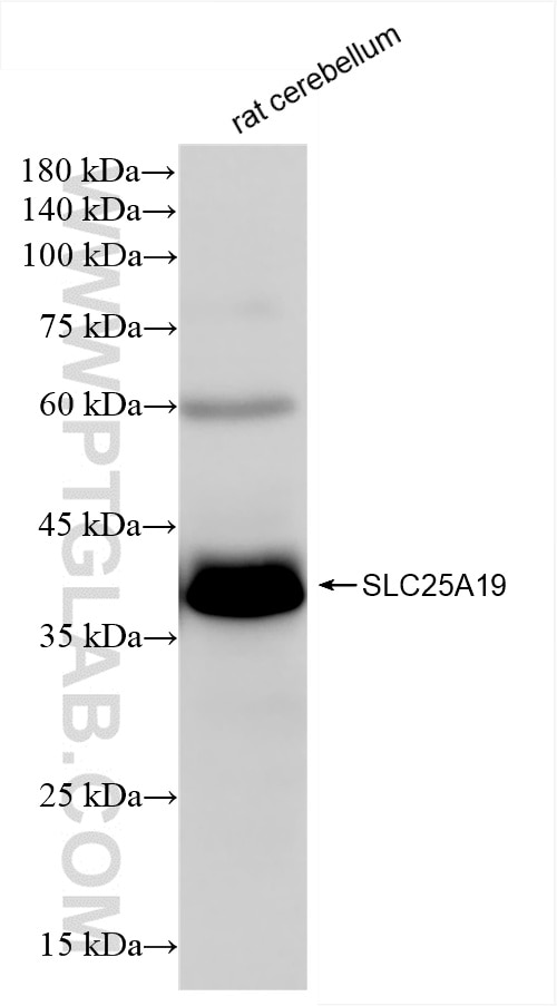 Western Blot (WB) analysis of rat cerebellum tissue using SLC25A19 Recombinant antibody (85331-1-RR)