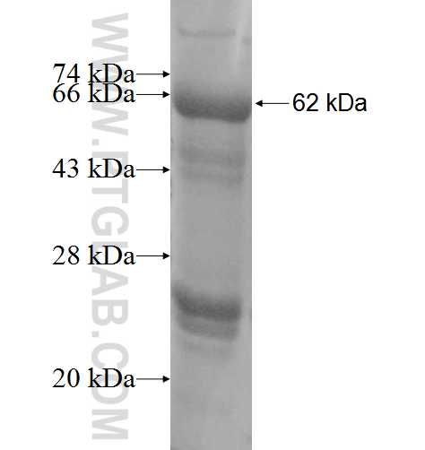 SLC25A19 fusion protein Ag6835 SDS-PAGE