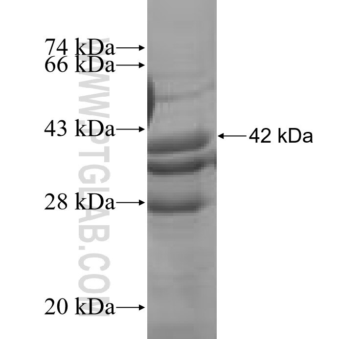 SLC25A19 fusion protein Ag7122 SDS-PAGE