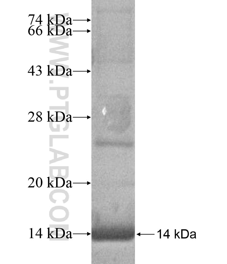 SLC25A2 fusion protein Ag17252 SDS-PAGE
