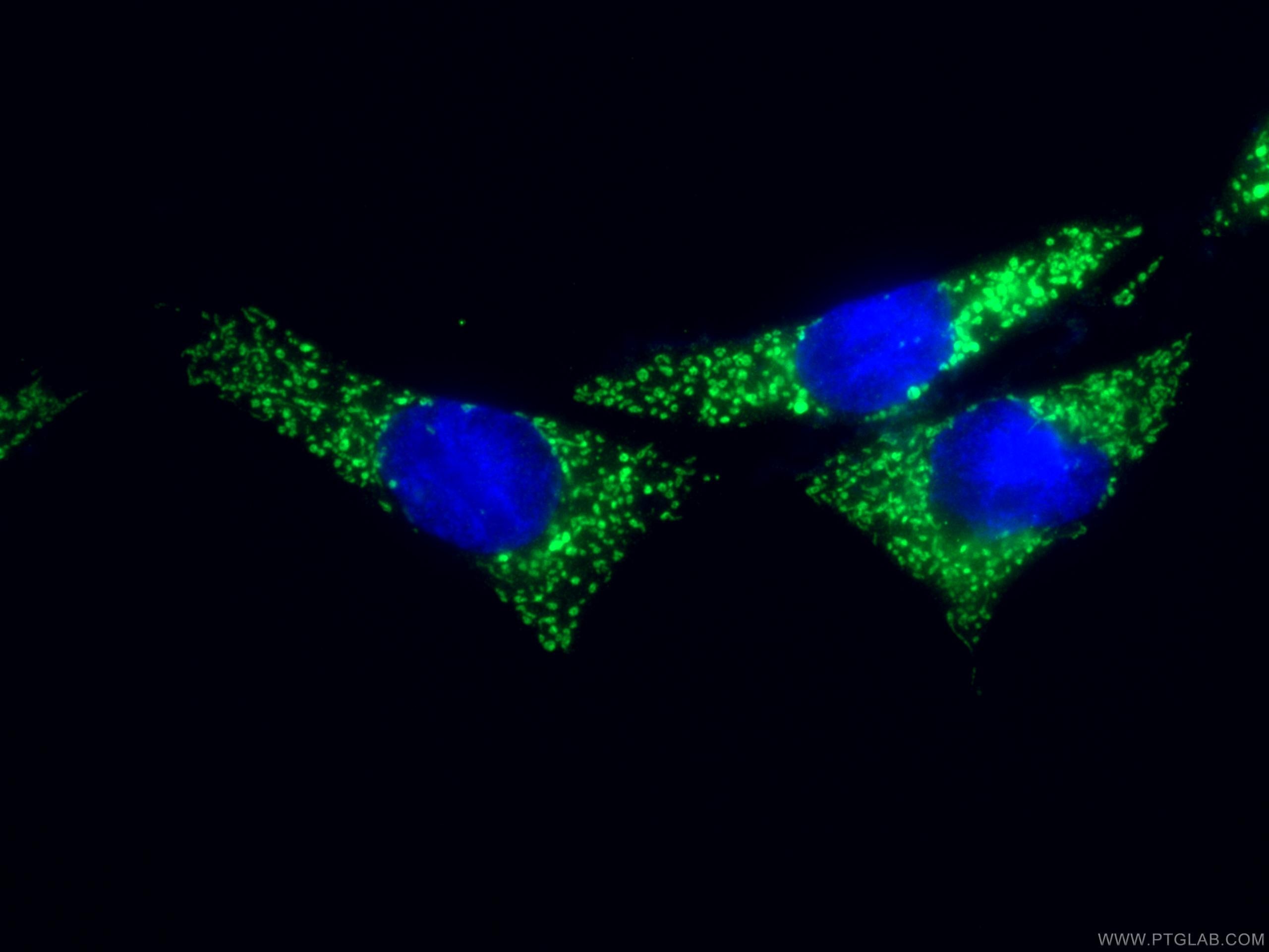 Immunofluorescence (IF) / fluorescent staining of COS-7 cells using SLC25A22 Polyclonal antibody (25402-1-AP)
