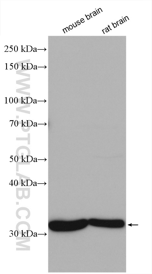 Western Blot (WB) analysis of various lysates using SLC25A22 Polyclonal antibody (25402-1-AP)