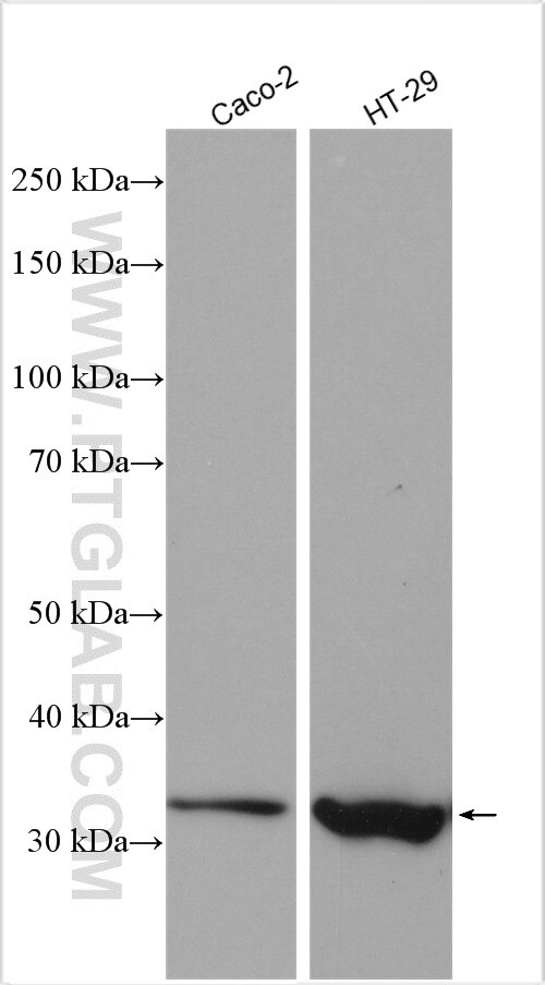 Western Blot (WB) analysis of various lysates using SLC25A22 Polyclonal antibody (25402-1-AP)