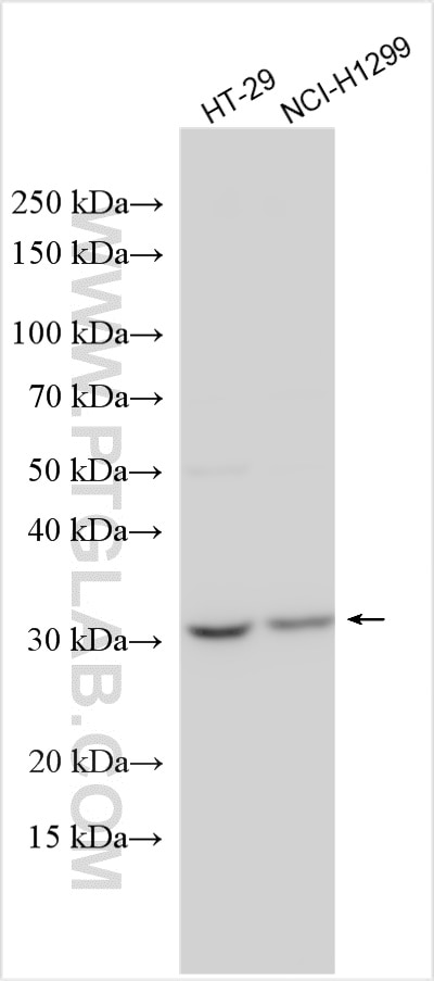 Western Blot (WB) analysis of various lysates using SLC25A22 Polyclonal antibody (25402-1-AP)