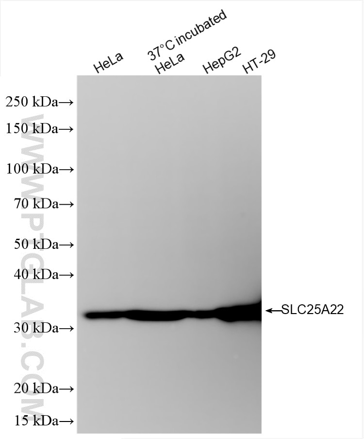 SLC25A22