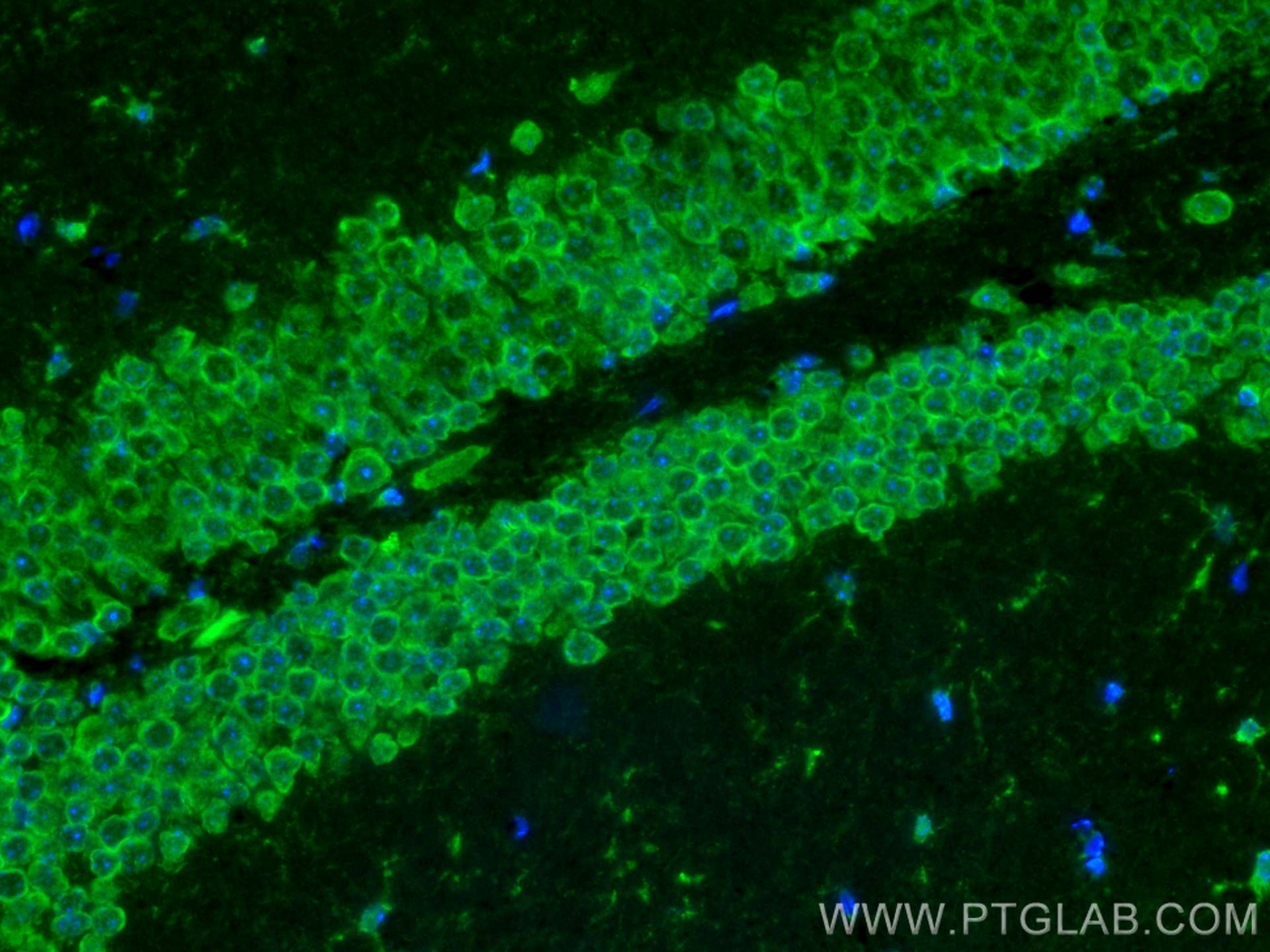 Immunofluorescence (IF) / fluorescent staining of mouse brain tissue using CoraLite® Plus 488-conjugated SLC25A22 Polyclonal  (CL488-25402)