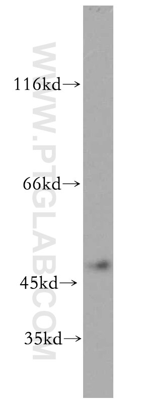 Western Blot (WB) analysis of mouse testis tissue using SLC25A23 Polyclonal antibody (20168-1-AP)