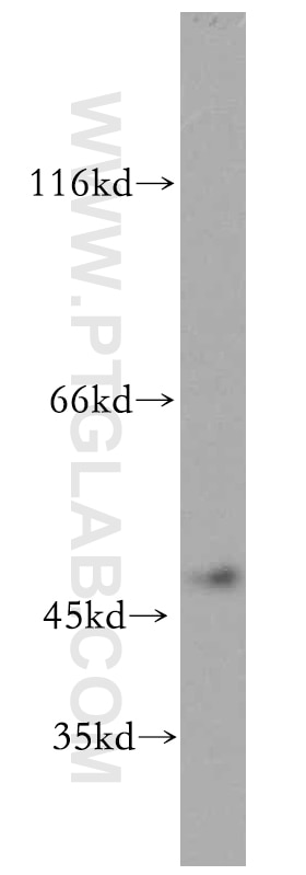 WB analysis of mouse testis using 20168-1-AP