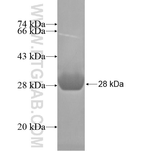 SLC25A23 fusion protein Ag13987 SDS-PAGE