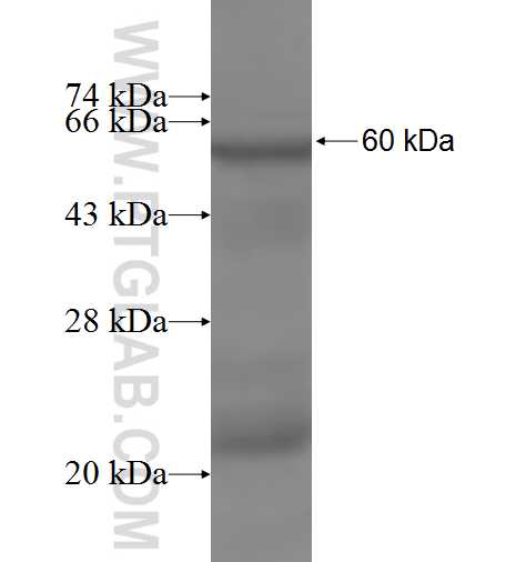 SLC25A24 fusion protein Ag6334 SDS-PAGE