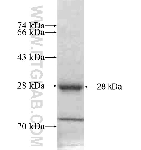 SLC25A27 fusion protein Ag10938 SDS-PAGE
