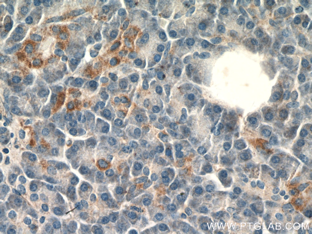 IHC staining of human pancreas using 26663-1-AP