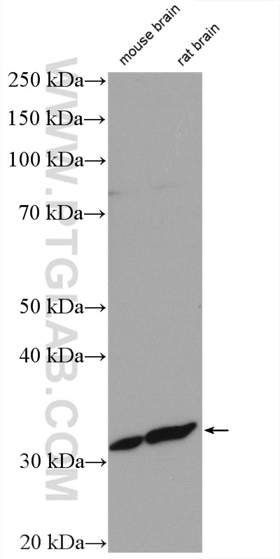 Western Blot (WB) analysis of various lysates using SLC25A29 Polyclonal antibody (26663-1-AP)