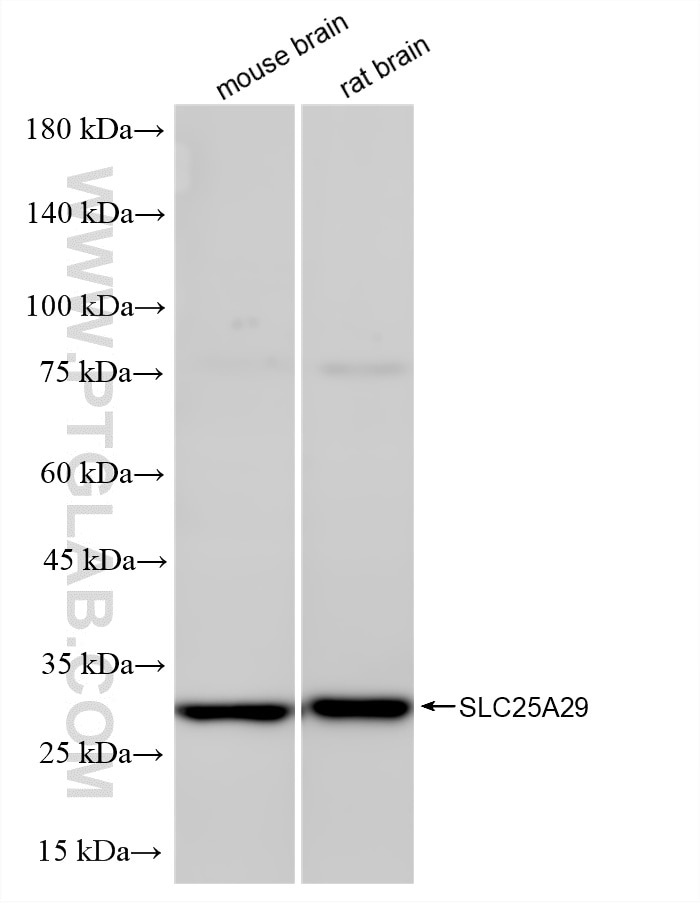 WB analysis using 87551-1-RR (same clone as 87551-1-PBS) Western Blot (WB) analysis of various lysates using SLC25A29 Recombinant monoclonal antibody (87551-1-RR)