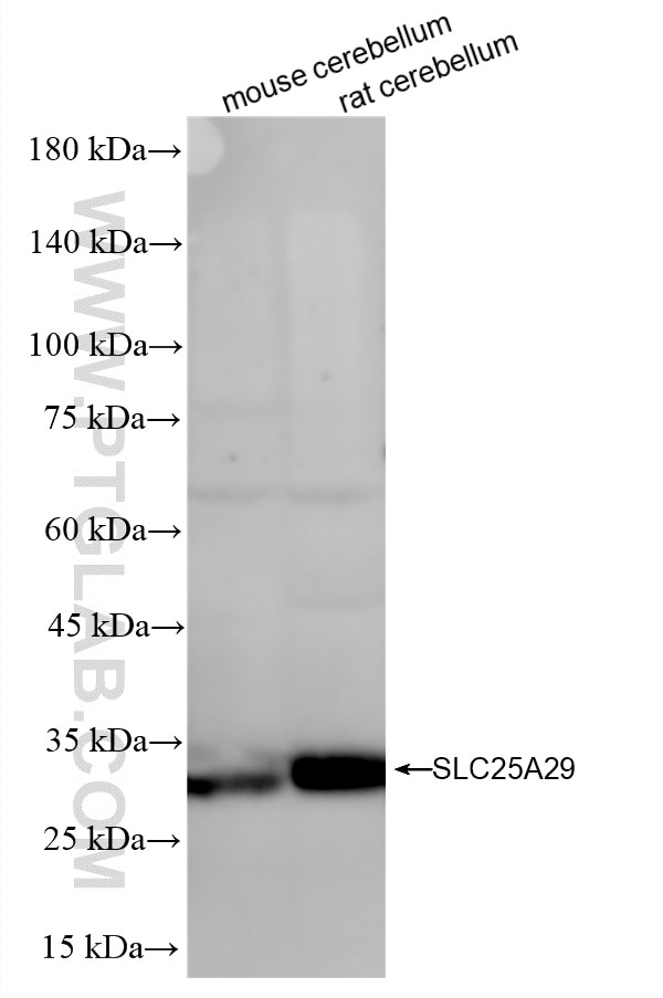 WB analysis using 87551-1-RR (same clone as 87551-1-PBS) Western Blot (WB) analysis of various lysates using SLC25A29 Recombinant monoclonal antibody (87551-1-RR)