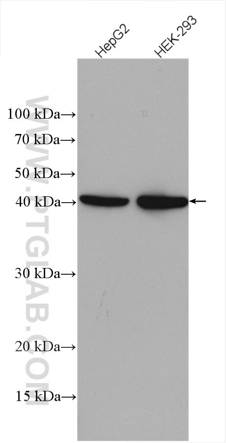 Western Blot (WB) analysis of various lysates using SLC25A3 Polyclonal antibody (10420-1-AP)