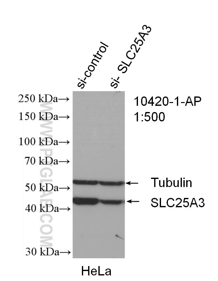 Western Blot (WB) analysis of HeLa cells using SLC25A3 Polyclonal antibody (10420-1-AP)