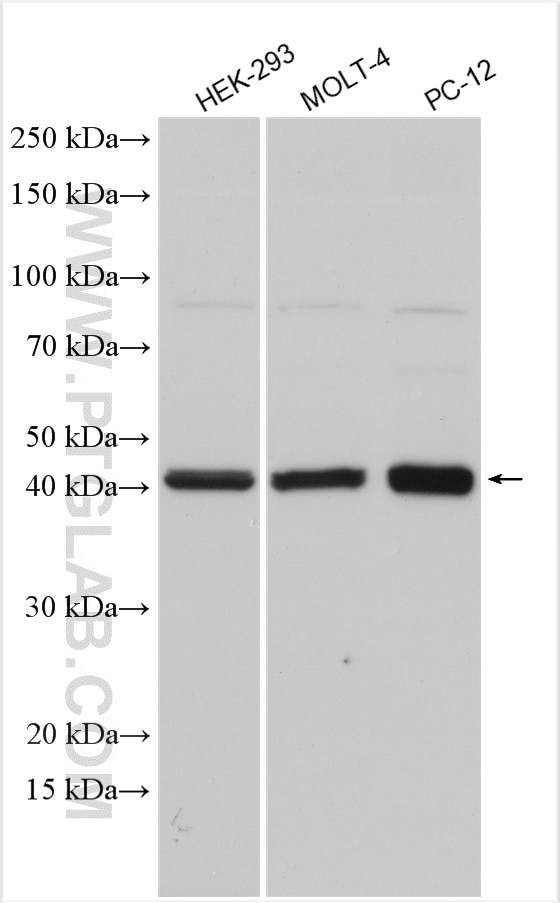 Western Blot (WB) analysis of various lysates using SLC25A3 Polyclonal antibody (10420-1-AP)