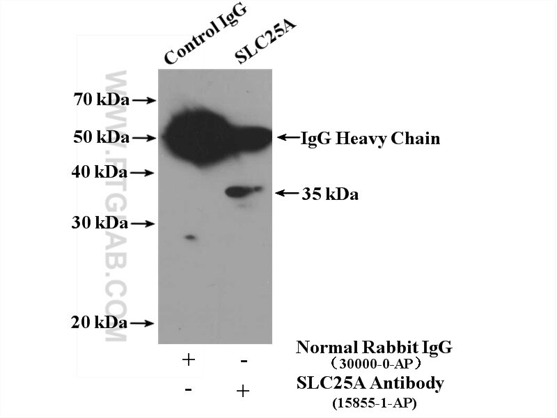 Immunoprecipitation (IP) experiment of mouse heart tissue using SLC25A3 Polyclonal antibody (15855-1-AP)