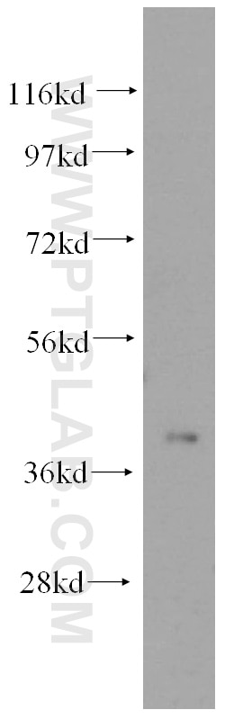 Western Blot (WB) analysis of mouse pancreas tissue using SLC25A3 Polyclonal antibody (15855-1-AP)