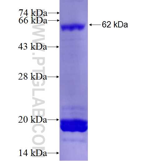 SLC25A3 fusion protein Ag0667 SDS-PAGE